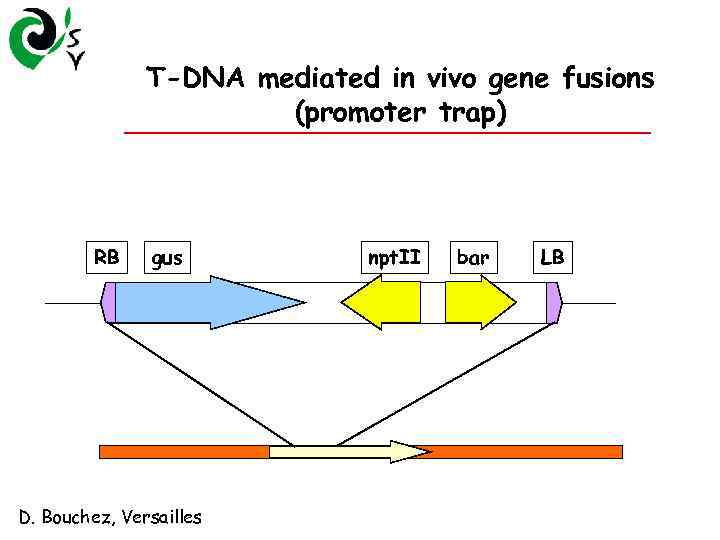 T-DNA mediated in vivo gene fusions (promoter trap) RB gus D. Bouchez, Versailles npt.