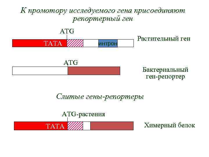 К промотору исследуемого гена присоединяют репортерный ген ATG ТАТА интрон ATG Растительный ген Бактериальный