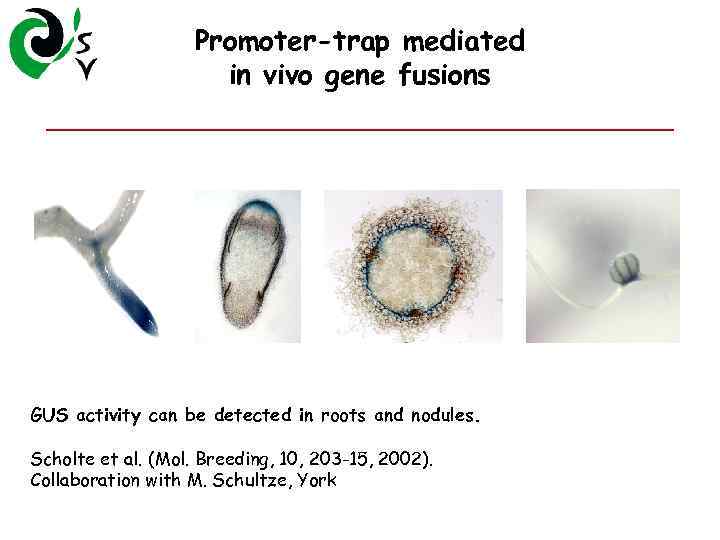 Promoter-trap mediated in vivo gene fusions GUS activity can be detected in roots and