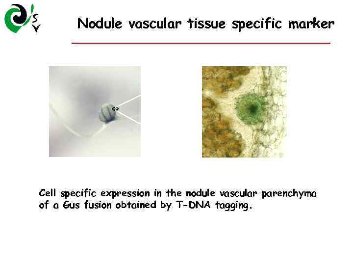 Nodule vascular tissue specific marker Cell specific expression in the nodule vascular parenchyma of