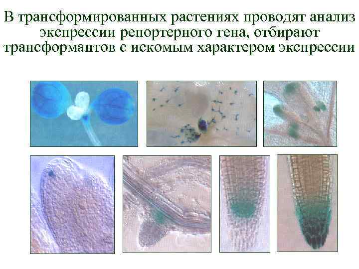 В трансформированных растениях проводят анализ экспрессии репортерного гена, отбирают трансформантов с искомым характером экспрессии