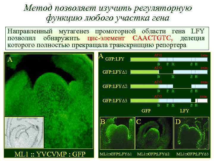 Метод позволяет изучить регуляторную функцию любого участка гена Направленный мутагенез промоторной области гена LFY