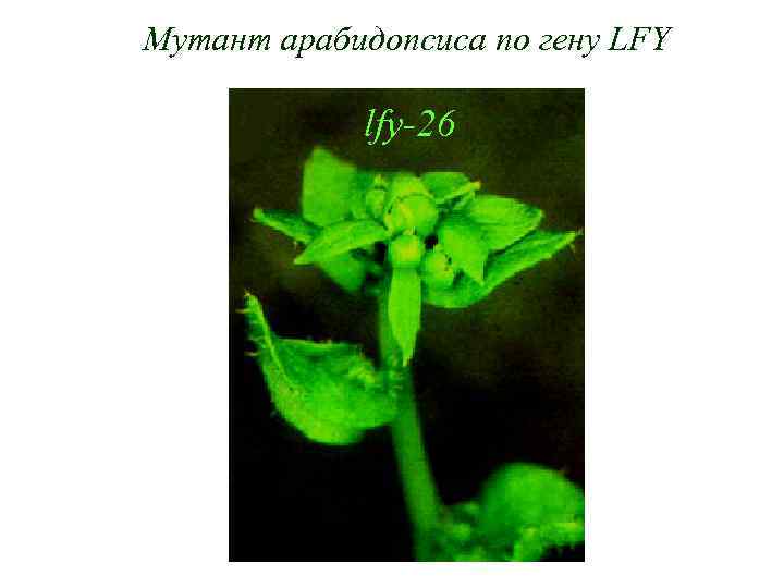 Мутант арабидопсиса по гену LFY lfy-26 