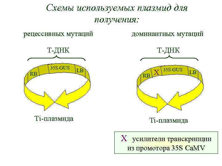 Схемы используемых плазмид для получения: рецессивных мутаций доминантных мутаций T-ДНК 35 S-GUS RB Ti-плазмида