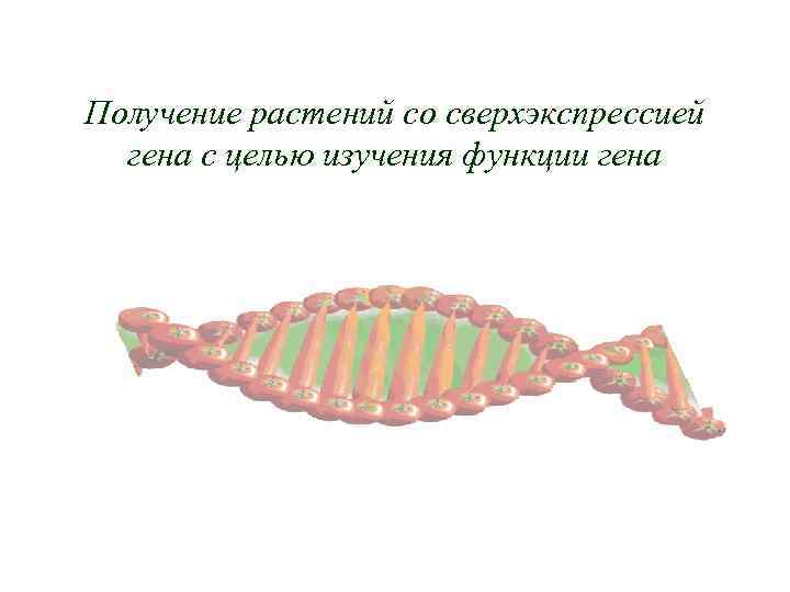Получение растений со сверхэкспрессией гена с целью изучения функции гена 