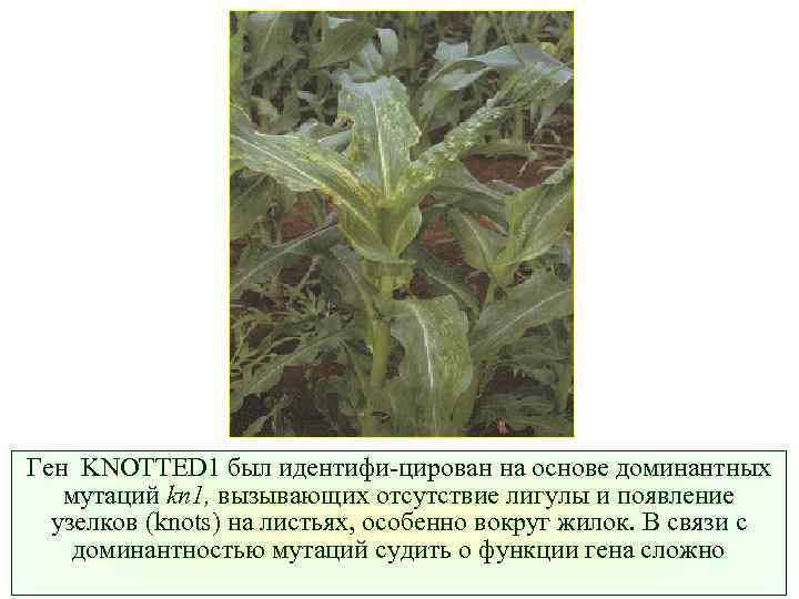 Ген KNOTTED 1 был идентифи-цирован на основе доминантных мутаций kn 1, вызывающих отсутствие лигулы