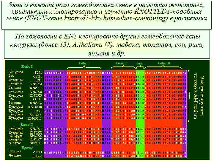 Зная о важной роли гомеобоксных генов в развитии животных, приступили к клонированию и изучению