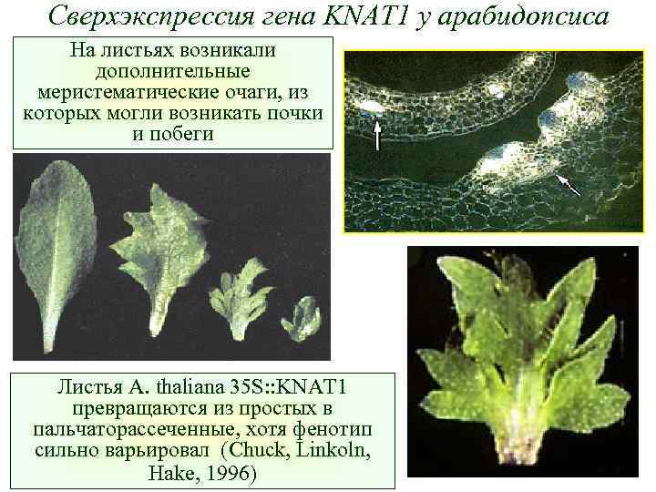 Сверхэкспрессия гена KNAT 1 у арабидопсиса На листьях возникали дополнительные меристематические очаги, из которых