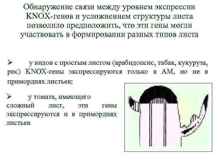 Обнаружение связи между уровнем экспрессии KNOX-генов и усложнением структуры листа позволило предположить, что эти