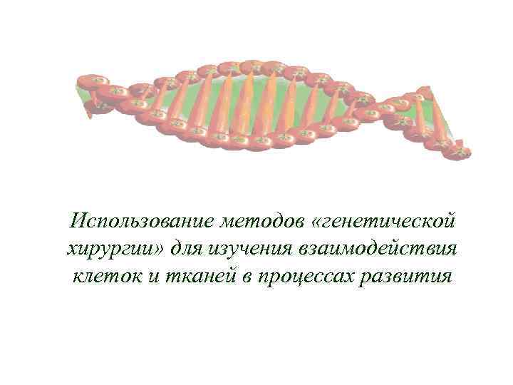 Использование методов «генетической хирургии» для изучения взаимодействия клеток и тканей в процессах развития 