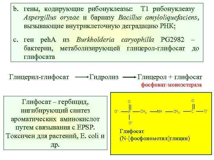 b. гены, кодирующие рибонуклеазы: Т 1 рибонуклеазу Aspergillus oryzae и барназу Bacillus amyloliquefaciens, вызывающие