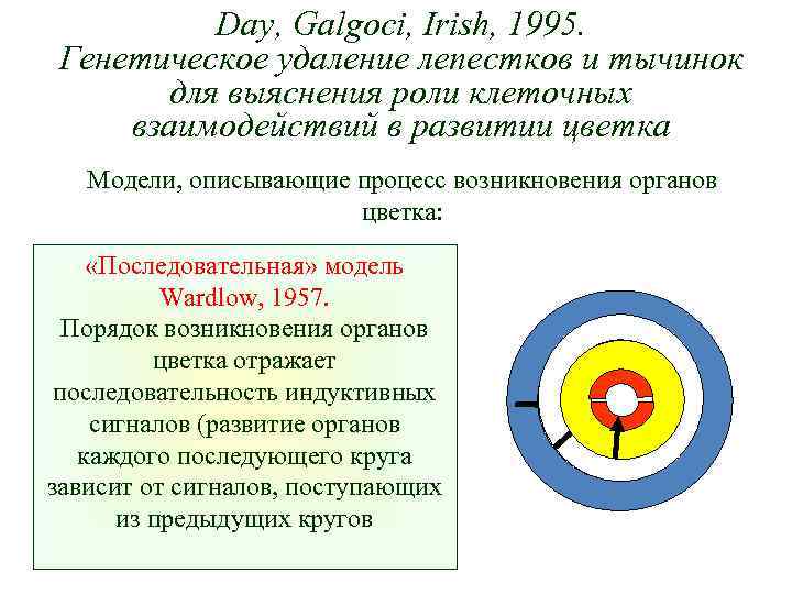 Day, Galgoci, Irish, 1995. Генетическое удаление лепестков и тычинок для выяснения роли клеточных взаимодействий