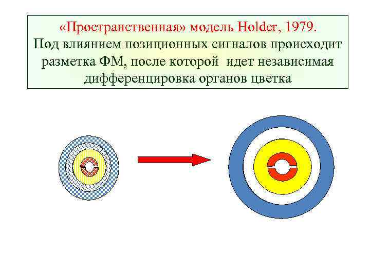  «Пространственная» модель Holder, 1979. Под влиянием позиционных сигналов происходит разметка ФМ, после которой