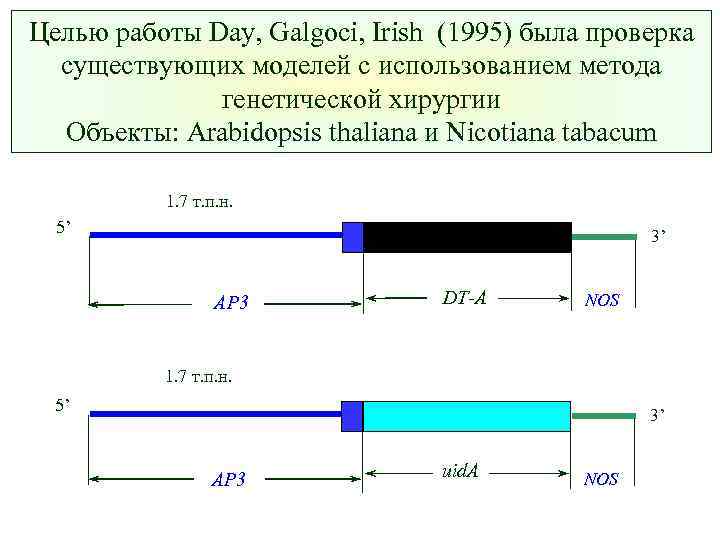 Целью работы Day, Galgoci, Irish (1995) была проверка существующих моделей с использованием метода генетической