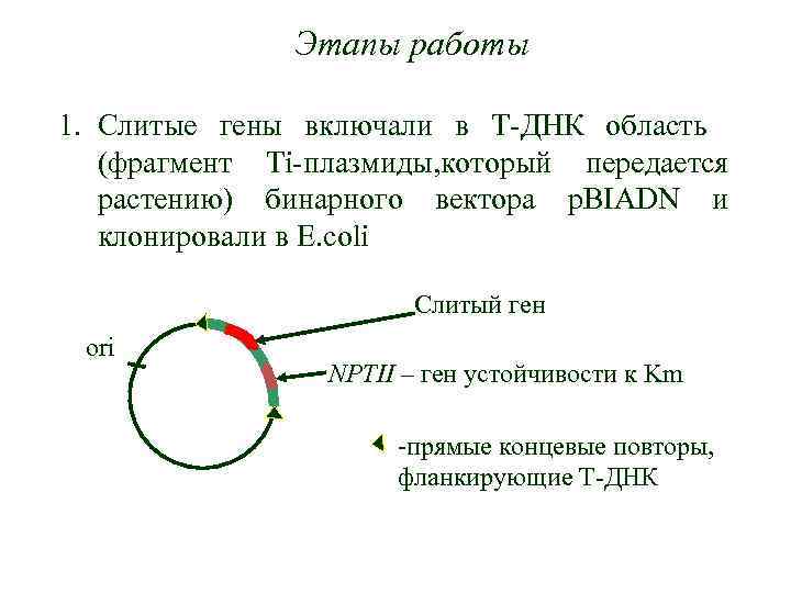 Этапы работы 1. Слитые гены включали в Т-ДНК область (фрагмент Ti-плазмиды, который передается растению)