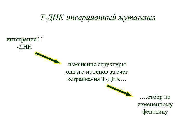 Т-ДНК инсерционный мутагенез интеграция Т -ДНК изменение структуры одного из генов за счет встраивания