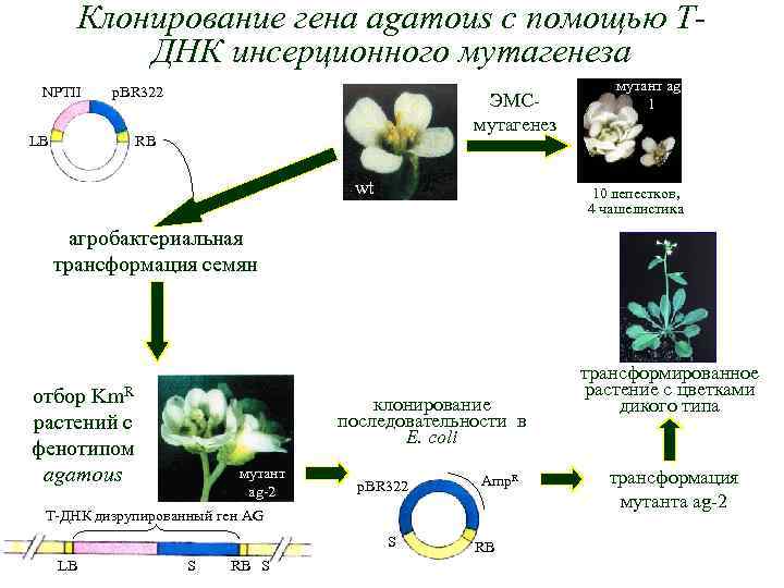 Клонирование гена agamous с помощью ТДНК инсерционного мутагенеза NPTII p. BR 322 ЭМСмутагенез RB