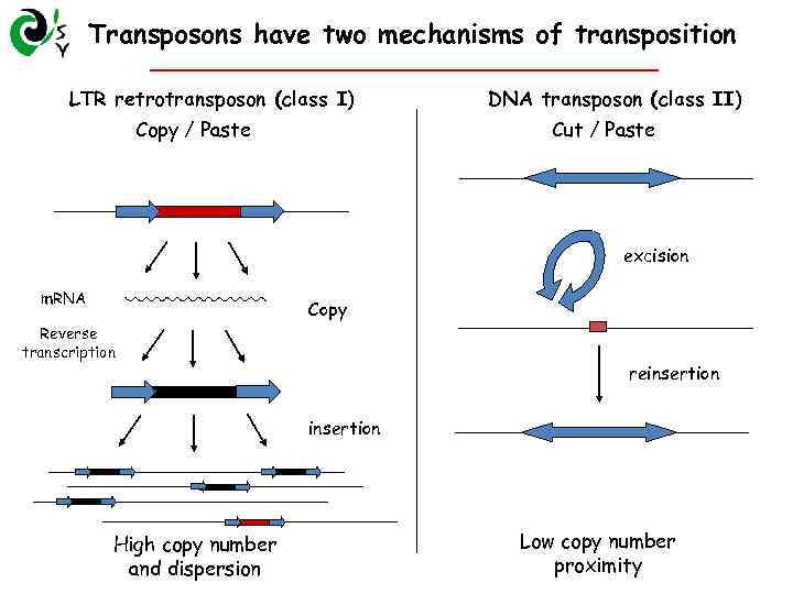 Transposons have two mechanisms of transposition LTR retrotransposon (class I) Copy / Paste DNA
