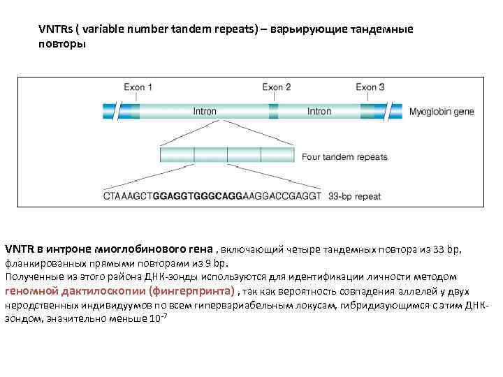 VNTRs ( variable number tandem repeats) – варьирующие тандемные повторы VNTR в интроне миоглобинового