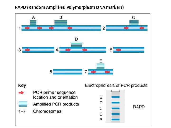 RAPD (Random Amplified Роlуmorphism DNA markers) 