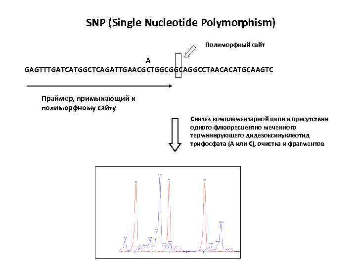 SNP (Single Nucleotide Polymorphism) Полиморфный сайт A GAGTTTGATCATGGCTCAGATTGAACGCTGGCGGCAGGCCTAACACATGCAAGTC Праймер, примыкающий к полиморфному сайту Синтез