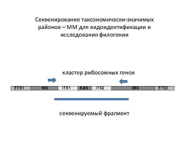 Секвенирование таксономически-значимых районов – ММ для видоидентификации и исследования филогении кластер рибосомных генов секвенируемый