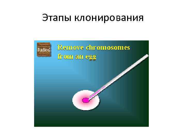 Этапы клонирования 