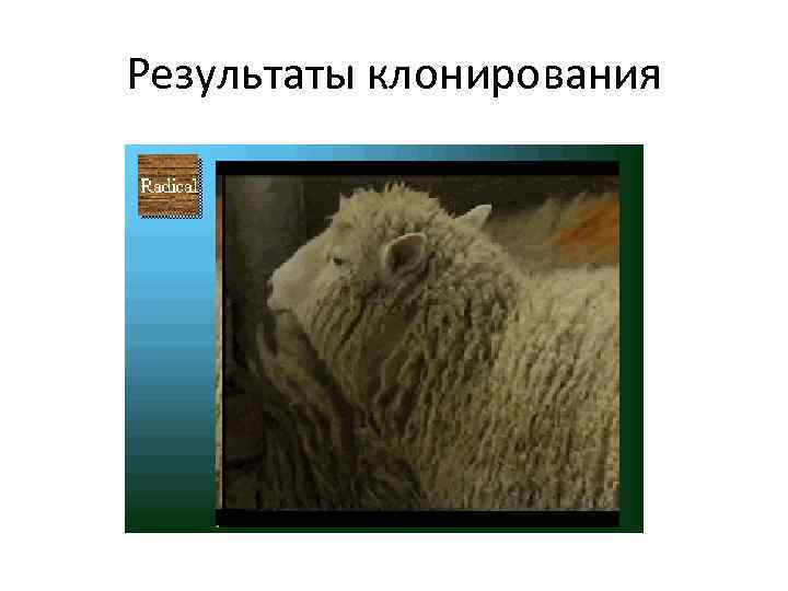 Результаты клонирования 