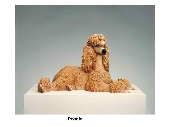 Poodle 