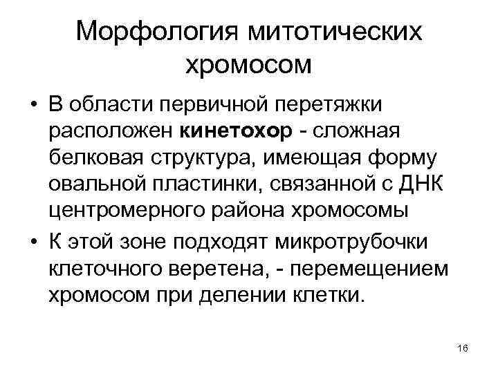 Морфология митотических хромосом • В области первичной перетяжки расположен кинетохор - сложная белковая структура,