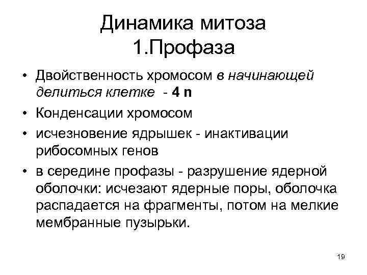 Динамика митоза 1. Профаза • Двойственность хромосом в начинающей делиться клетке - 4 n