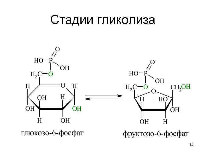 Стадии гликолиза 14 