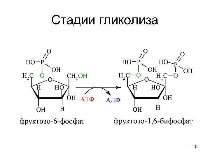 Стадии гликолиза 15 
