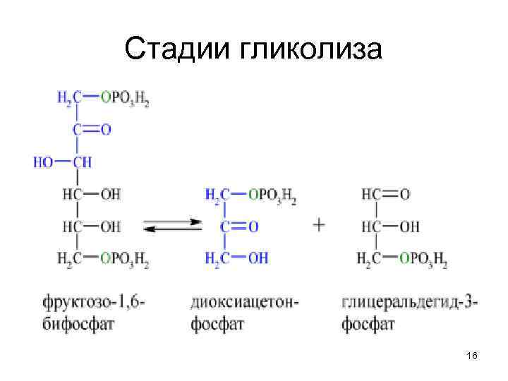 Стадии гликолиза 16 