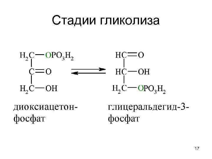 Стадии гликолиза 17 