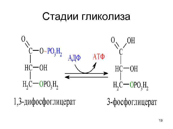 Стадии гликолиза 19 