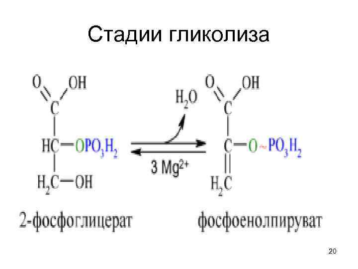 Стадии гликолиза 20 