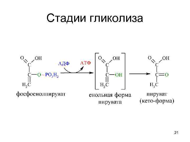 Стадии гликолиза 21 