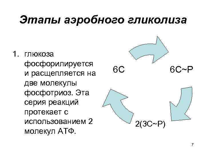 Этапы аэробного гликолиза 1. глюкоза фосфорилируется и расщепляется на две молекулы фосфотриоз. Эта серия