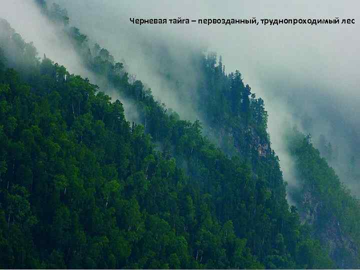 Черневая тайга – первозданный, труднопроходимый лес 