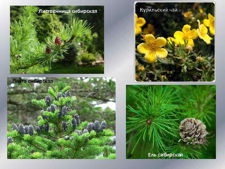 Лиственница сибирская Курильский чай Пихта сибирская Ель сибирская 