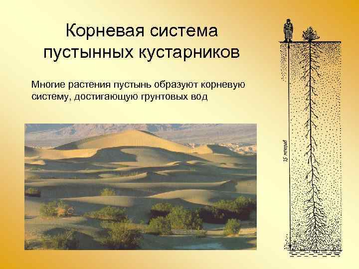 Корневая система пустынных кустарников Многие растения пустынь образуют корневую систему, достигающую грунтовых вод 