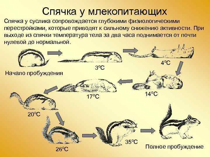 Приспособление суслика. Летняя и зимняя спячка у животных примеры. Зимняя спячка млекопитающих.