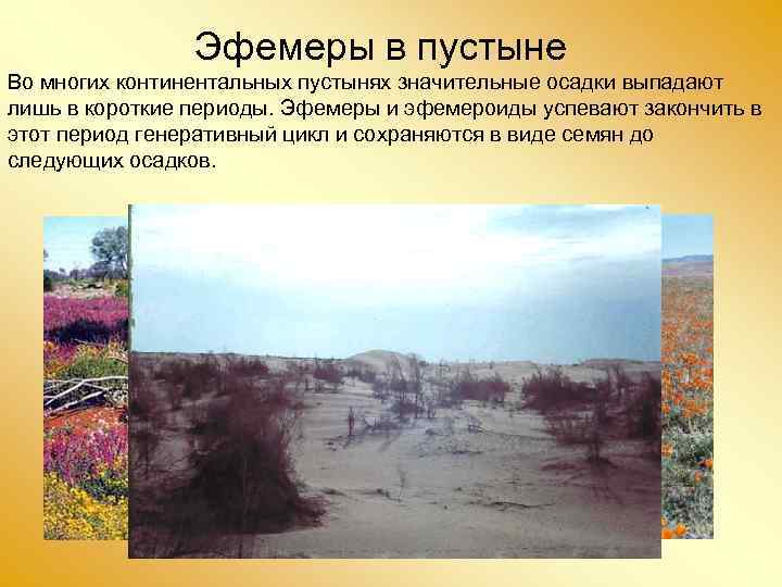 Эфемеры в пустыне Во многих континентальных пустынях значительные осадки выпадают лишь в короткие периоды.