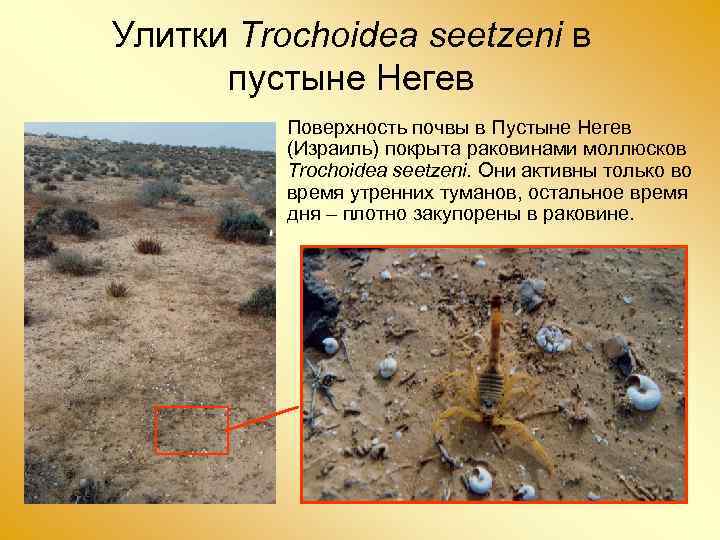 Улитки Trochoidea seetzeni в пустыне Негев Поверхность почвы в Пустыне Негев (Израиль) покрыта раковинами