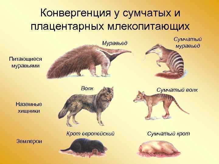 Представители высших млекопитающих. Эволюция плацентарных млекопитающих. Представители высших плацентарных млекопитающих. Сумчатые звери представители. Плацентарные млекопитающие признаки.