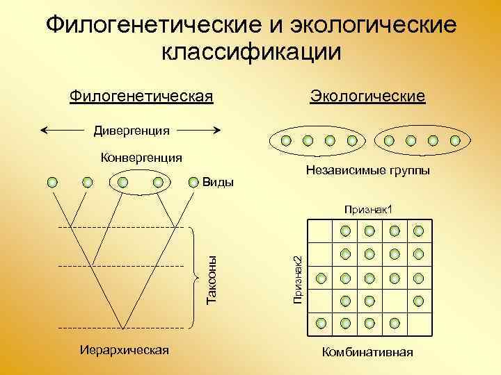 Филогенетические и экологические классификации Филогенетическая Экологические Дивергенция Конвергенция Независимые группы Виды Иерархическая Признак 2