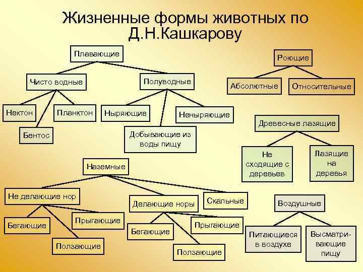 Виды форм жизни. Жизненные формы животных по Кашкарову д.н.». Классификация жизненных форм животных. Жизненные формы животных по а.н.Формозову. Классификация жизненных форм животных по Кашкарову.