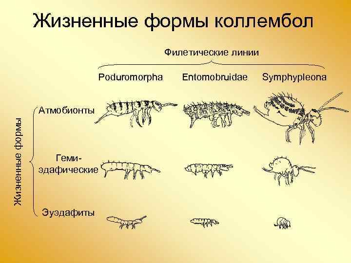 Жизненные формы коллембол Филетические линии Poduromorpha Жизненные формы Атмобионты Гемиэдафические Эуэдафиты Entomobruidae Symphypleona 