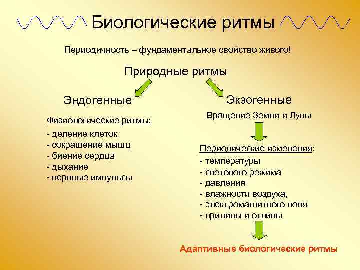 Экзогенные и эндогенные процессы регуляции биологических ритмов презентация